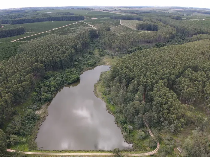 Talhão de eucalipto em área de operação da Florext
