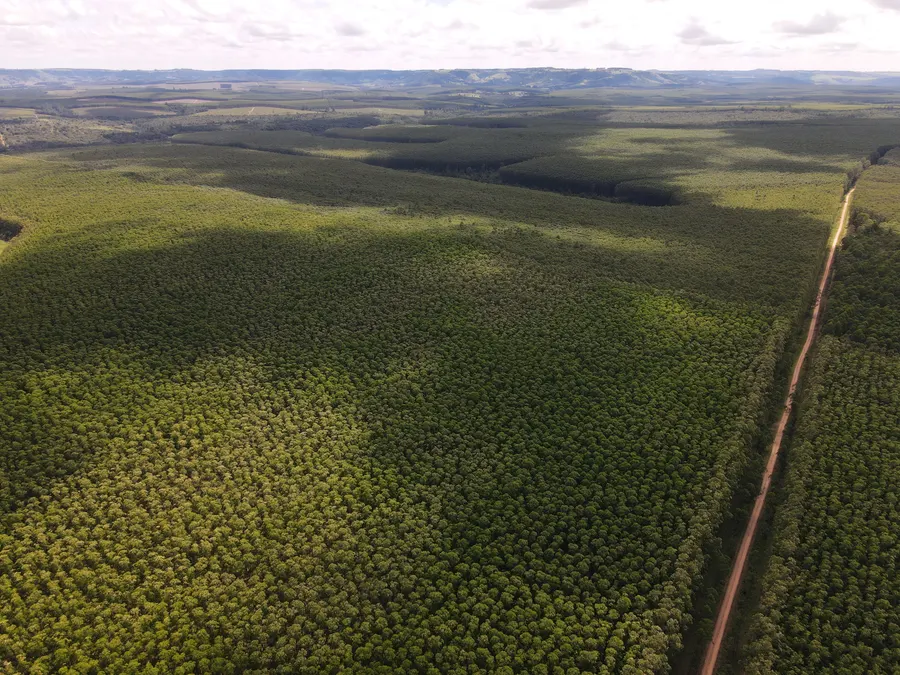 Vista aérea de floresta de eucalipto em linhas de plantio