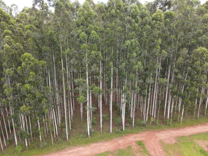 Vista aérea de talhão de eucalipto pronto para colheita