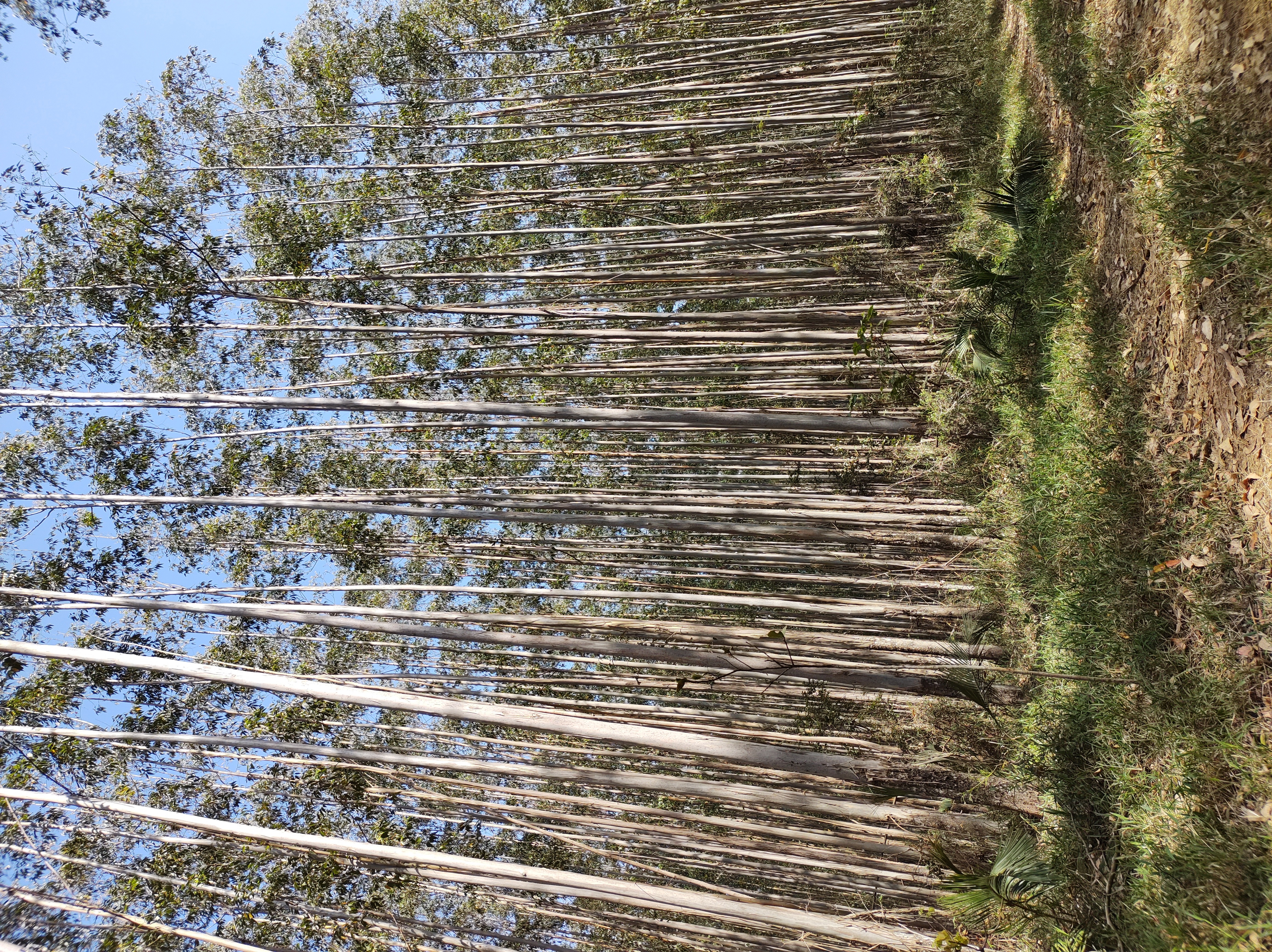 Eucaliptos adultos em fileiras, com vegetação rasteira preservada no sub-bosque